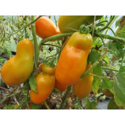 pomidor eros gelb